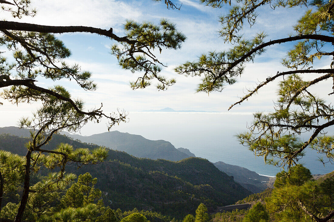 Blick vom Tamadaba Kiefernwald zum Teide Vulkankrater, kanarische Kiefern, Naturschutzgebiet, Naturpark Tamadaba, UNESCO Biosphärenreservat, Westküste, Gran Canaria, Kanarische Inseln, Spanien, Europa