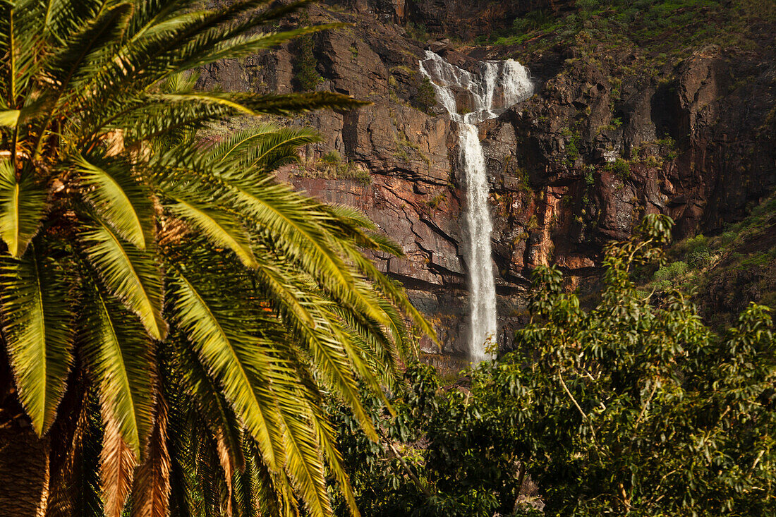 Cascada Juan Jorro waterfall behind palm trees, mountains, Valley of El Risco near Agaete, Natural Preserve, Parque Natural de Tamadaba, UNESCO Biosphere Reserve, West coast, Gran Canaria, Canary Islands, Spain, Europe