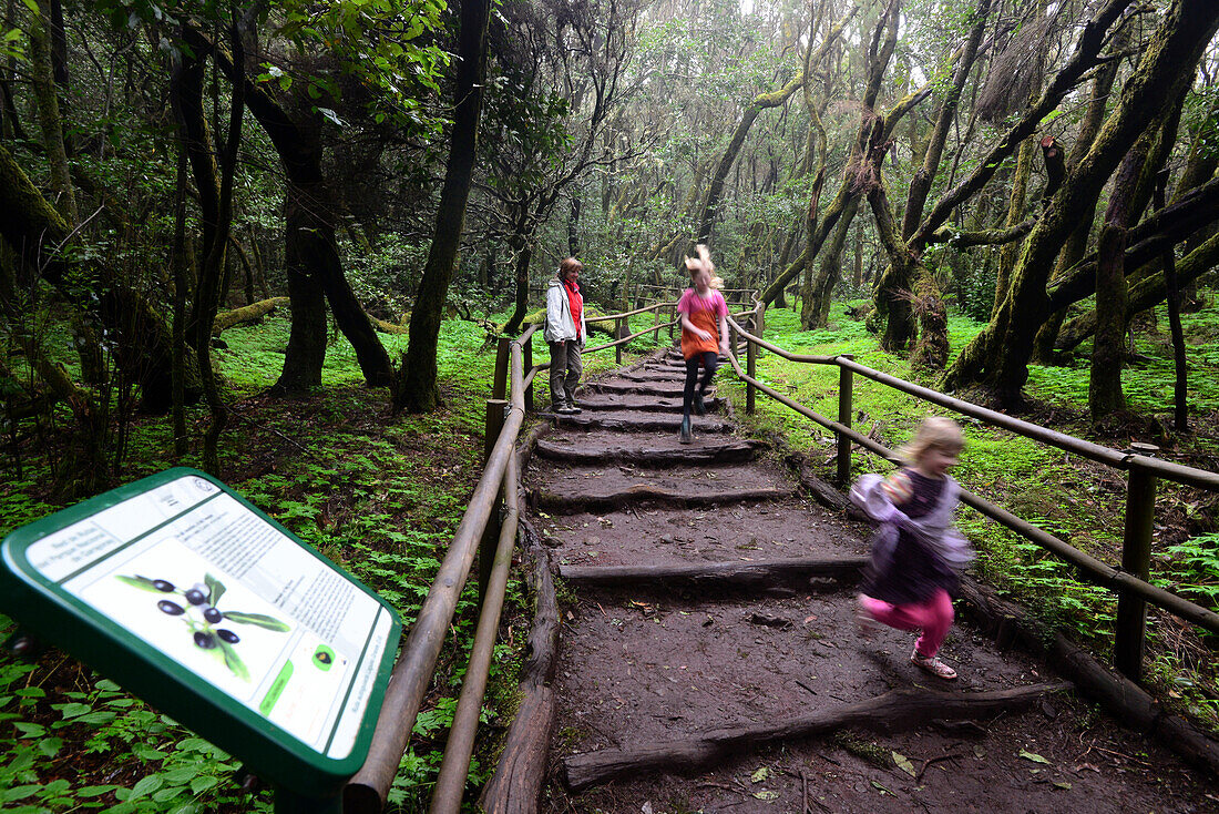 Nature trail, Garajonay National Park, La Gomera, Canary Islands, Spain