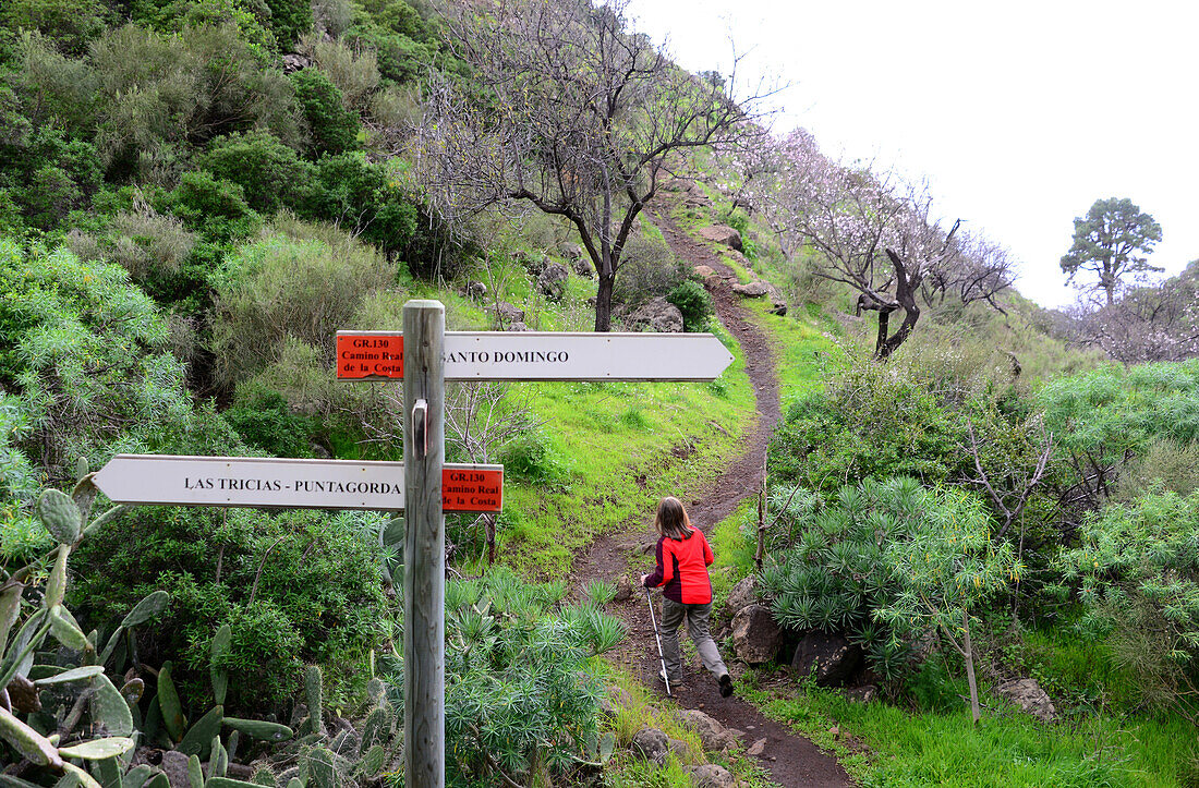 Woman hiking near Puntagorda, La Palma, Canary Islands, Spain