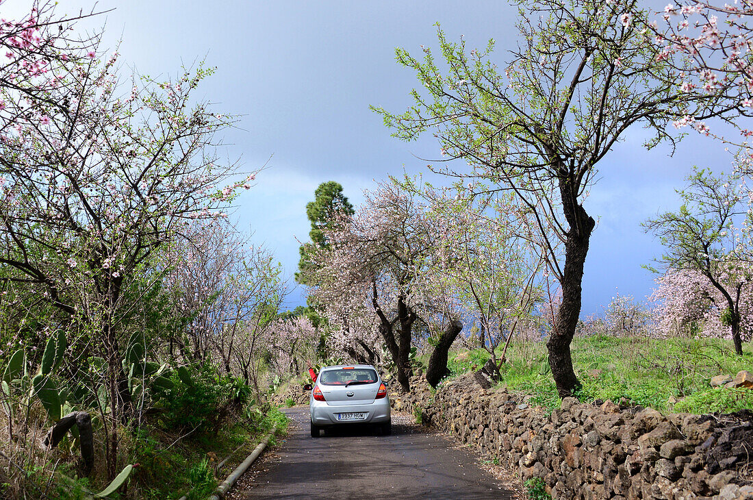 Blossoming of almond trees, near Puntagorda, La Palma, Canary Islands, Spain