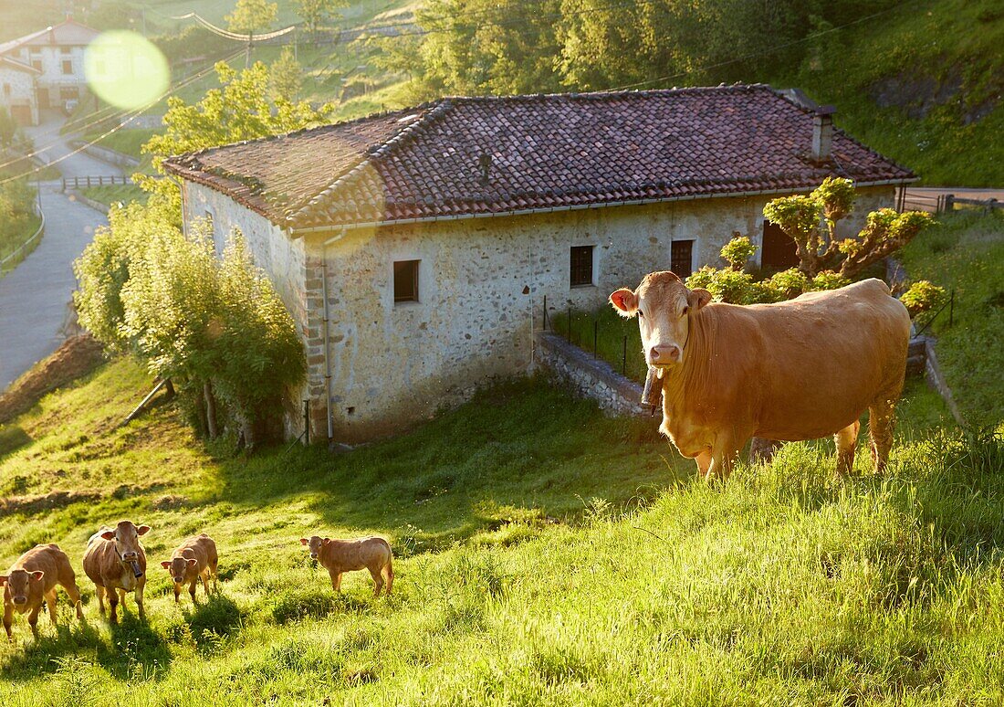 Basque farmhouse. Cows. Arantzazu. Oñati. Gipuzkoa. Basque Country. Spain.