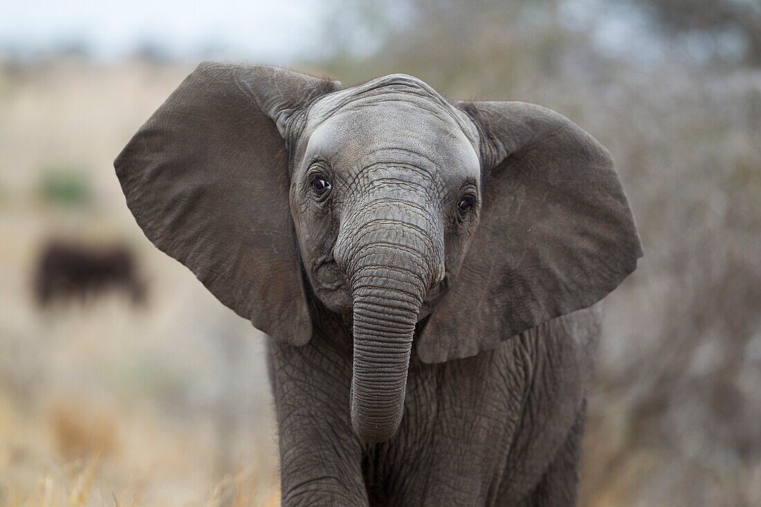 African Elephant (Loxodonta africana) - Mock charge of a subadult which is lacking the tusks. Kruger National Park, South Africa.