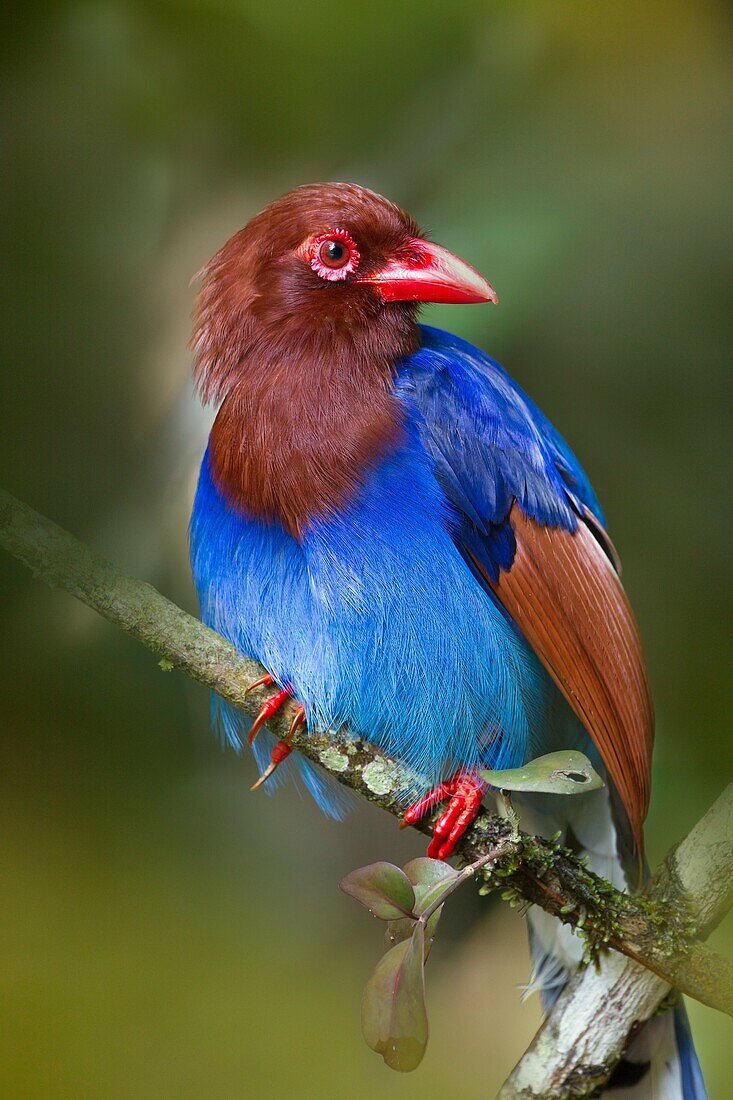 Sri Lanka Blue Magpie Urocissa ornata.