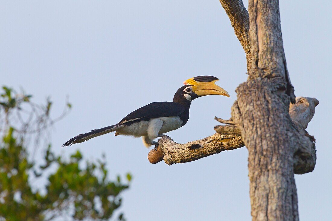 Malabar Pied Hornbill Anthracoceros coronatus.