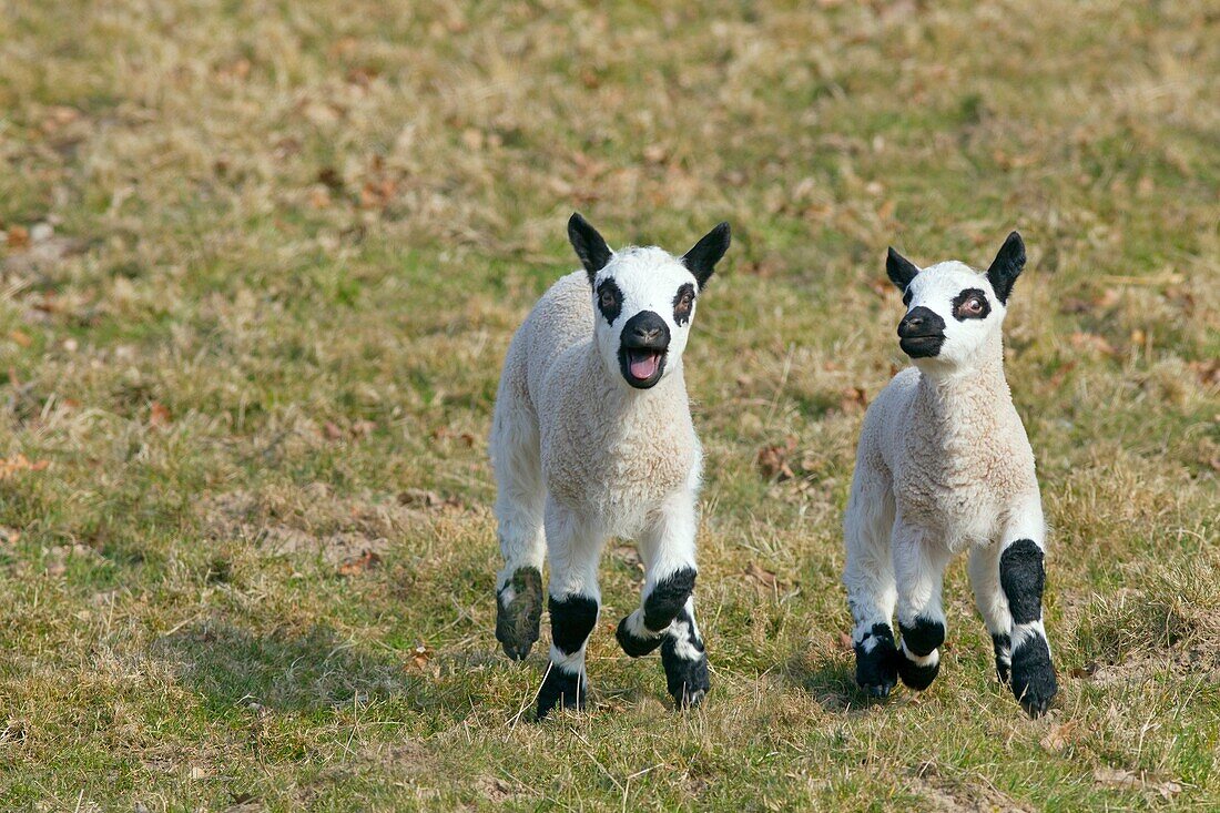 Kerry Hill Sheep flock Ewe and lambs.
