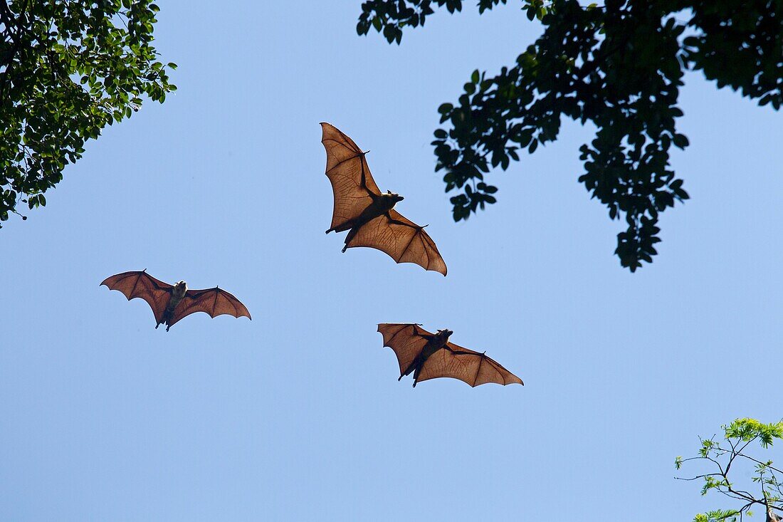 Fruit Bat or Flying Foxes Pteropus giganteus.
