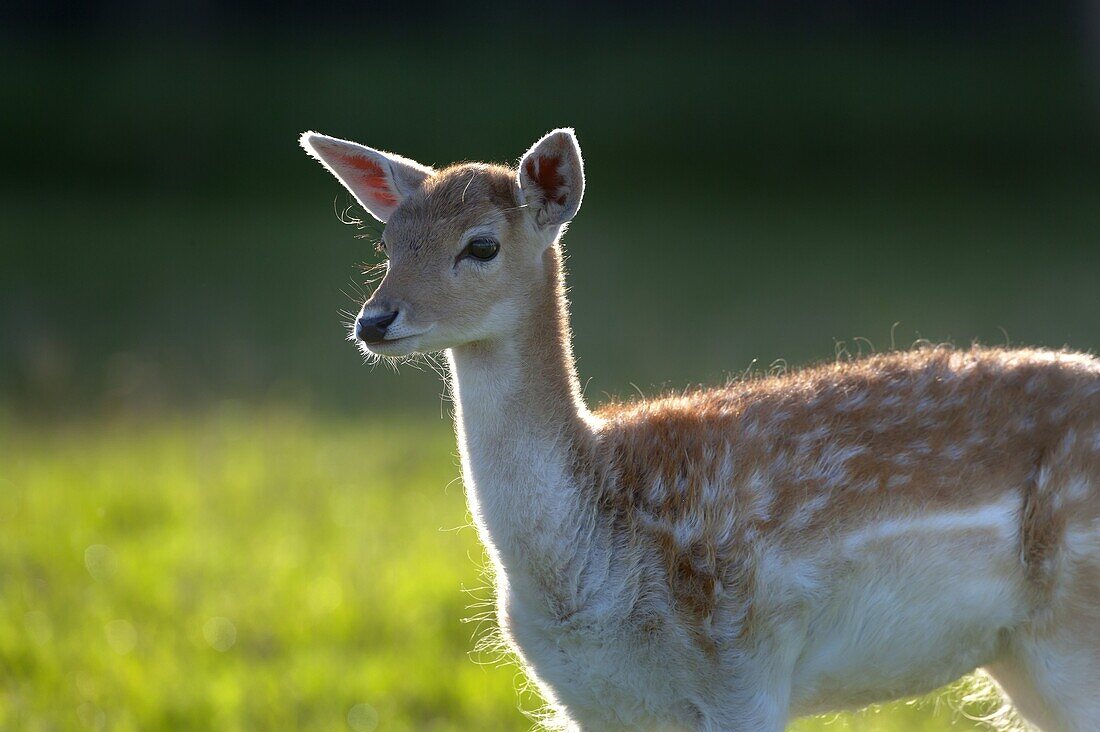 Fallow Deer Cervus dama Doe backlit