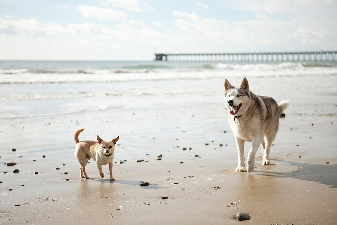 Chihuahua and husky on beach together
