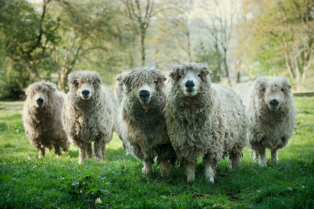 Sheep on Dartmoor, England