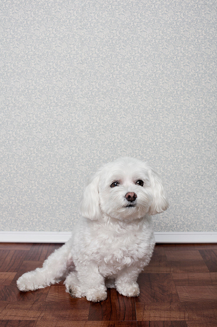 Portrait of a maltese dog