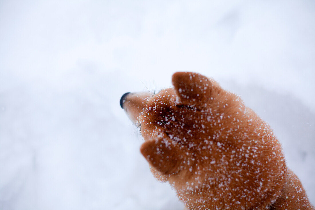 Shiba inu dog in snow, close up of head