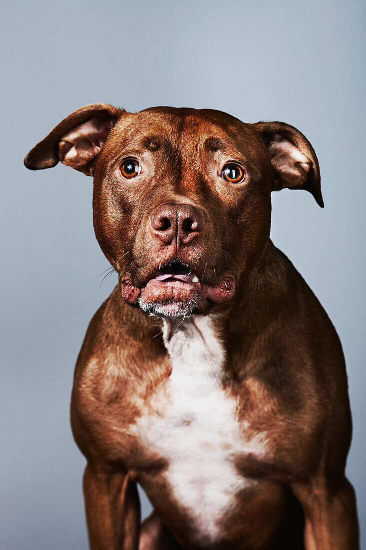 Portrait of a pitbull