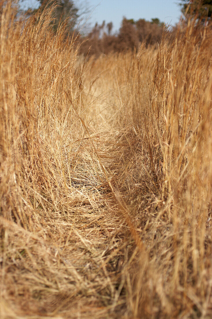 View through dry grass