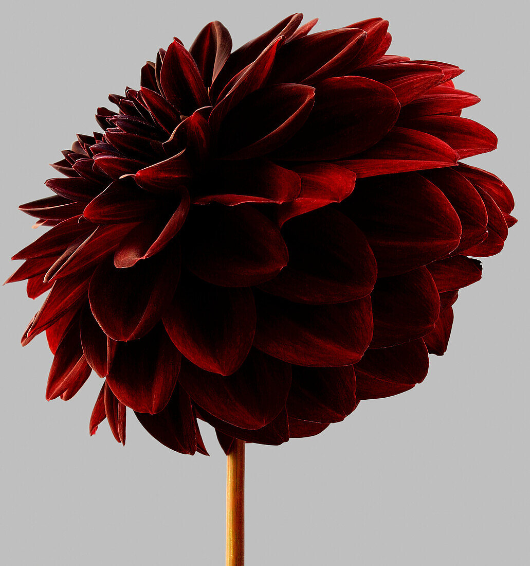 Red dahlia