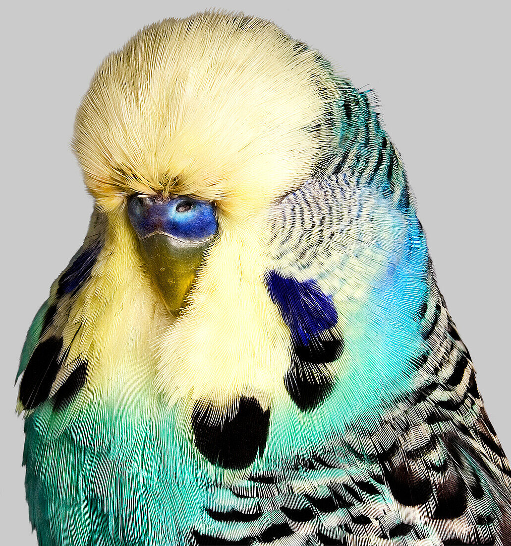 Budgerigar with yellow and blue feathers