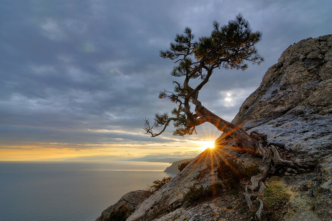 Tree growing from rock by Black Sea, Novyi Svit village area, Crimea, Ukraine