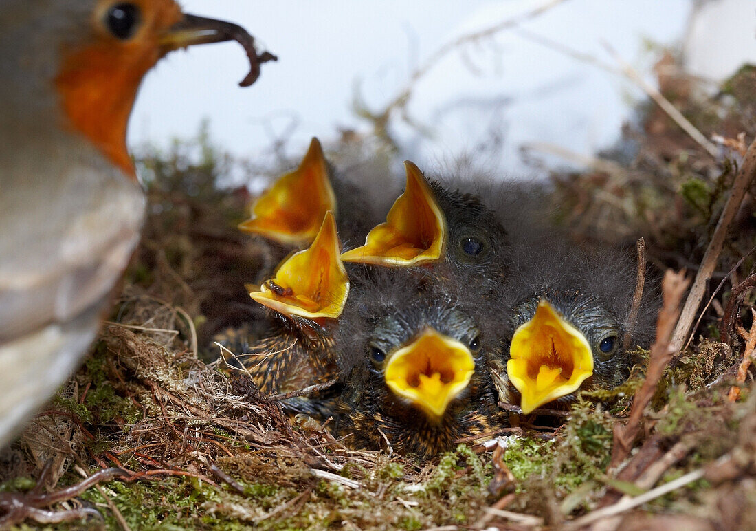 Robin with five chicks in nest