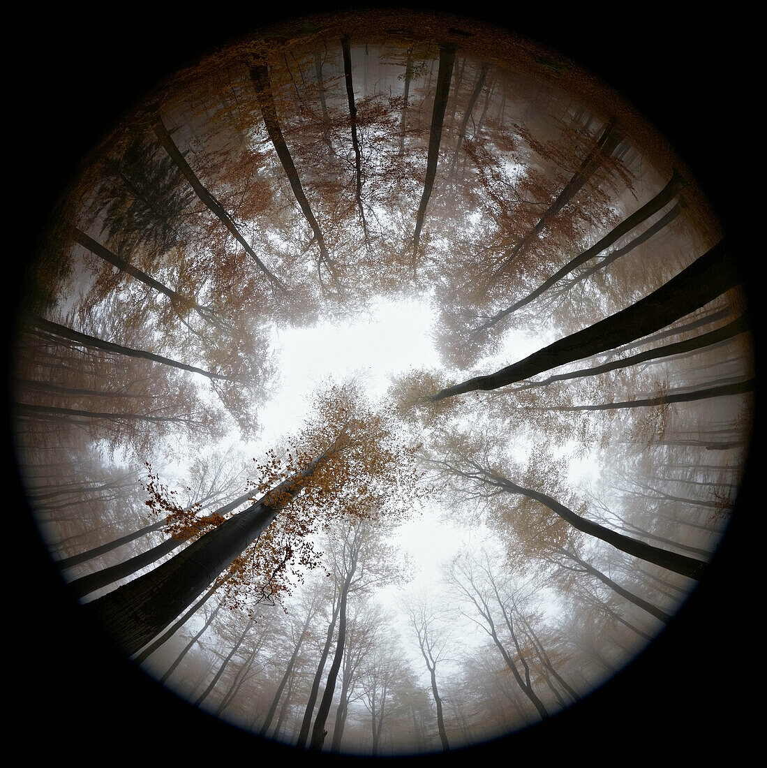 Fisheye view of autumn forest in mist