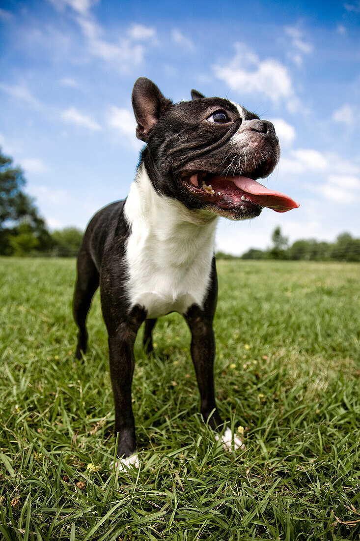 Boston terrier outdoors