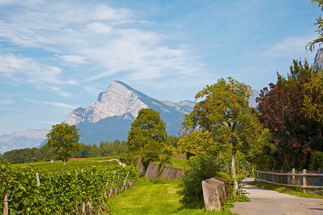 Blick von Maienfeld über Weinberge auf die Alpen, Rhein, Alpenrhein, Kanton Graubünden, Schweiz, Europa