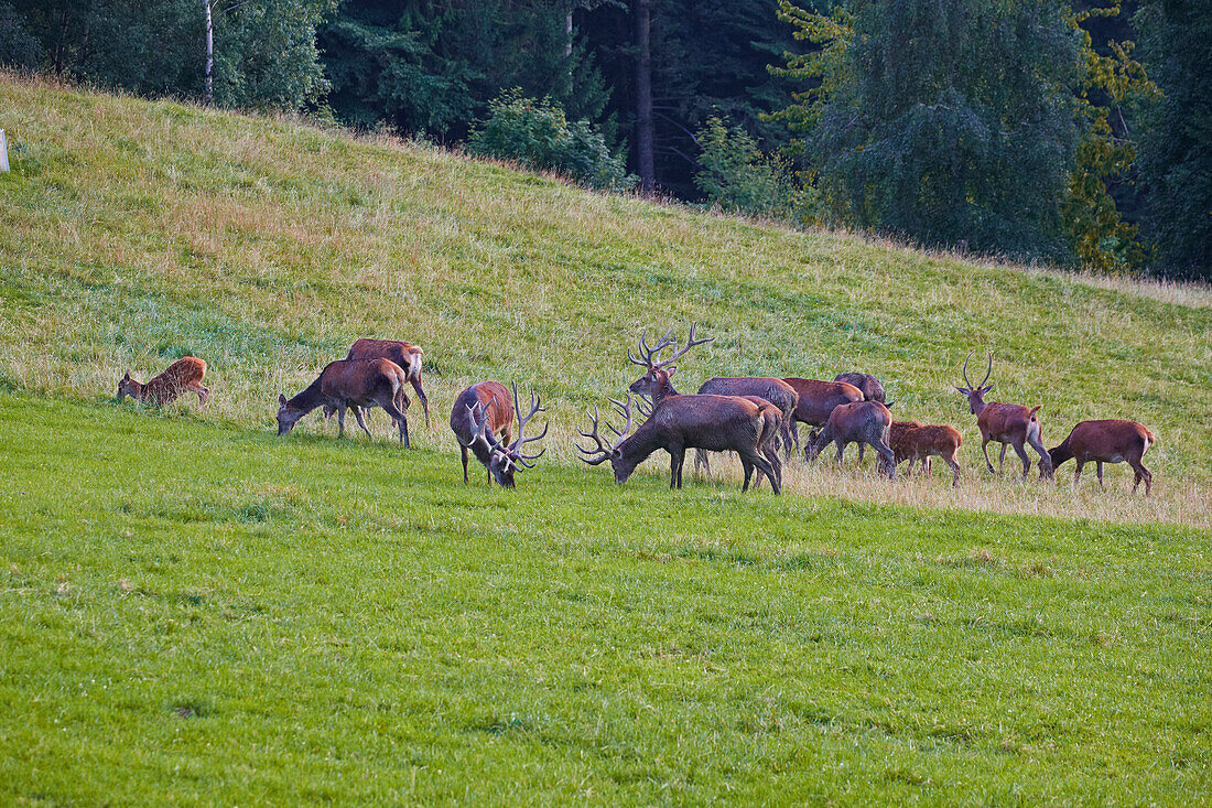 Deer on Pfaender mountain, Near Bregenz, Bodensee, Austria, Europe