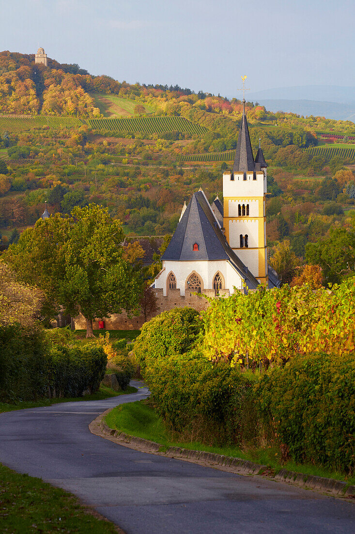 View across vineyards to the Burgkirche and the Bismarkturm tower in Ingelheim, Mittelrhein, Middle Rhine, Rhineland - Palatinate, Germany, Europe