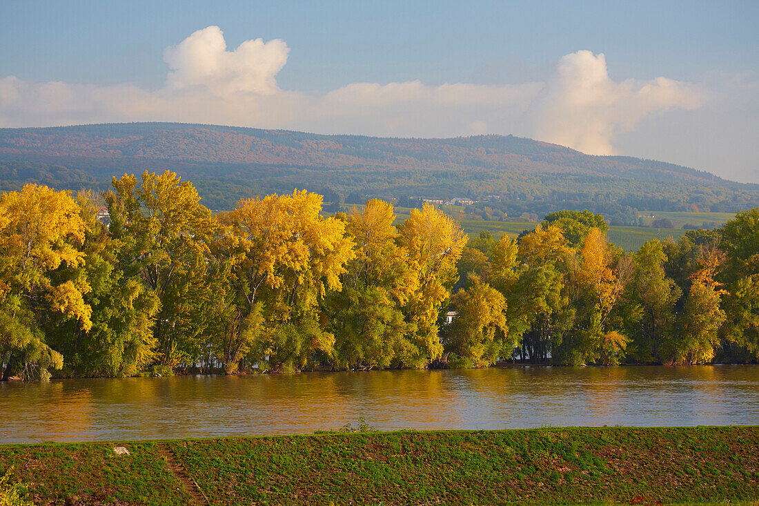 View across the river Rhine to trees with autumnal tints, Rudesheim, Mittelrhein, Middle Rhine, Hesse, Germany, Europe