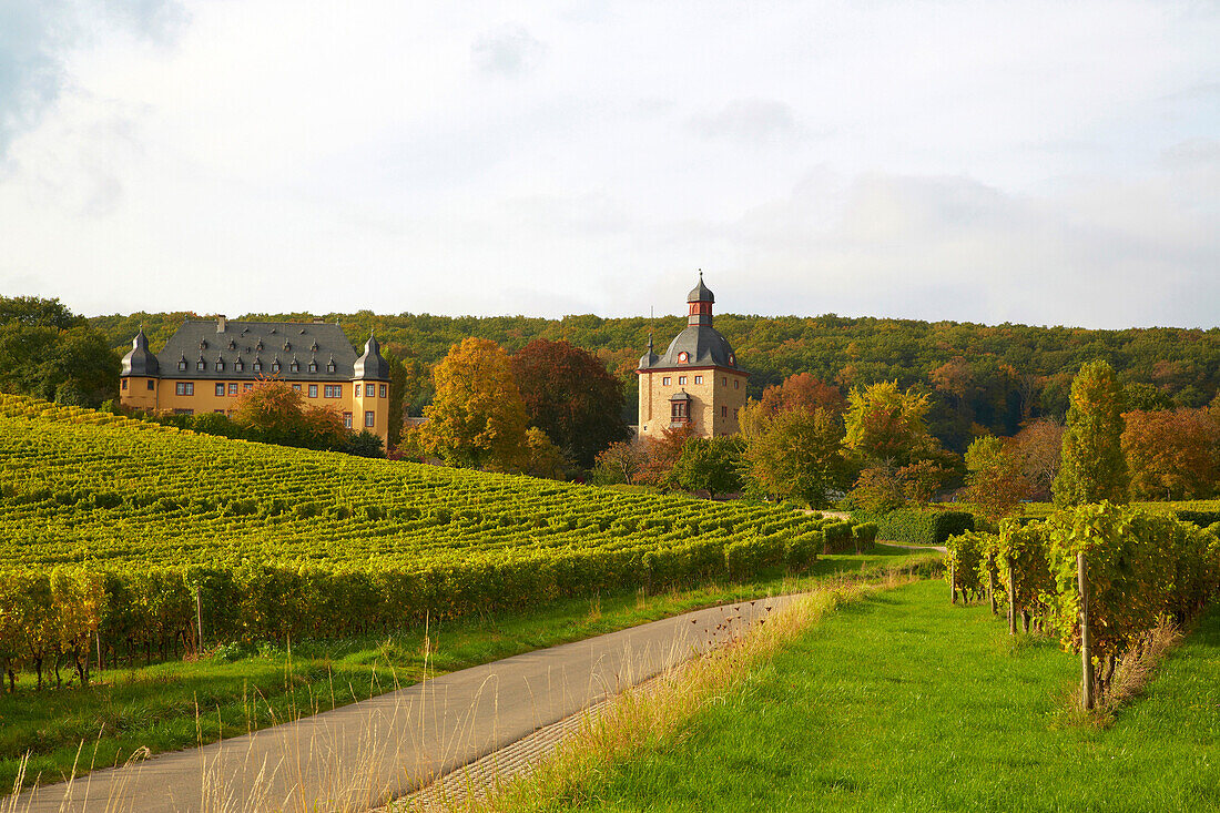 Weingut Schloß Vollrads bei Oestrich-Winkel, Mittelrhein, Hessen, Deutschland, Europa