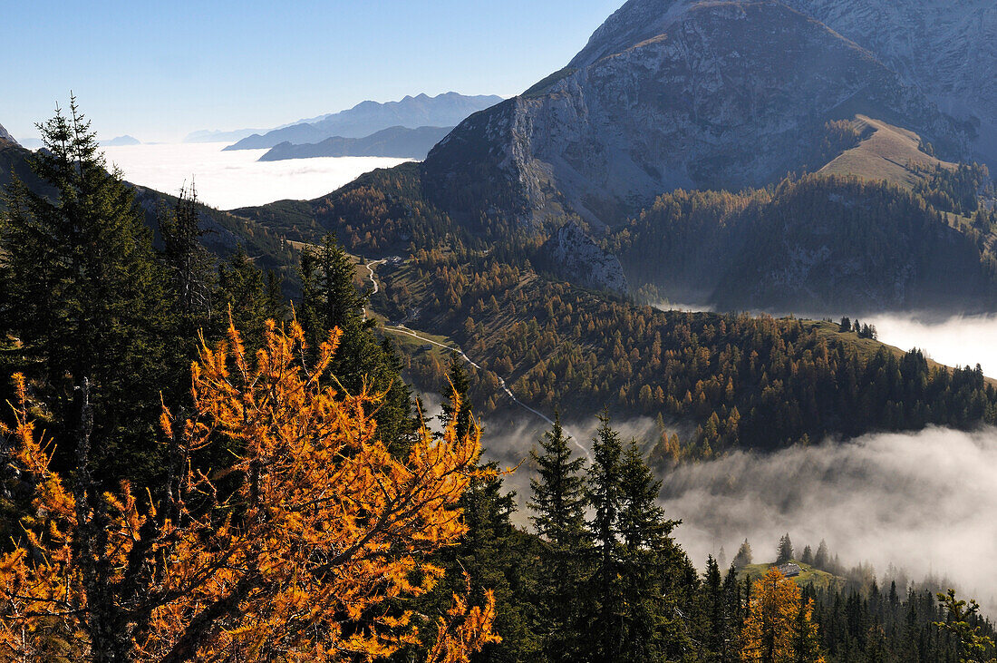 Blick vom Jenner über Nebelmeer, Berchtesgadener Land, Oberbayern, Bayern, Deutschland