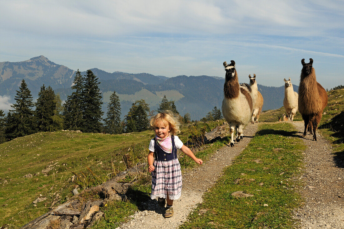 Mädchen läuft vor einer Herde Lamas, Stoibenmöseralm, Reit im Winkl, Chiemgau, Bayern, Deutschland
