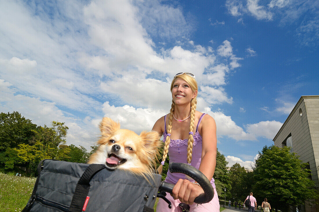 Female cyclist with Chihuahua in a basket, Munich, Upper Bavaria, Germany