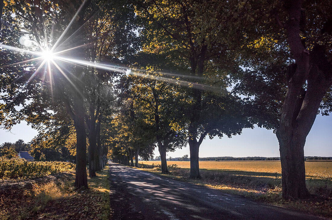 Ahorn Allee in Rüdnitz, Brandenburg, Deutschland