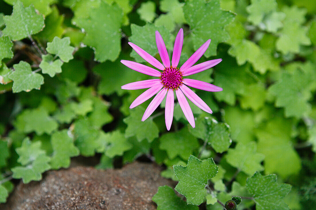 lat. Asteraceae, aster flower, Barranco de Masca, Masca canyon, Parque rural de Teno, natural preserve, Teno mountains, Tenerife, Canary Islands, Spain, Europe