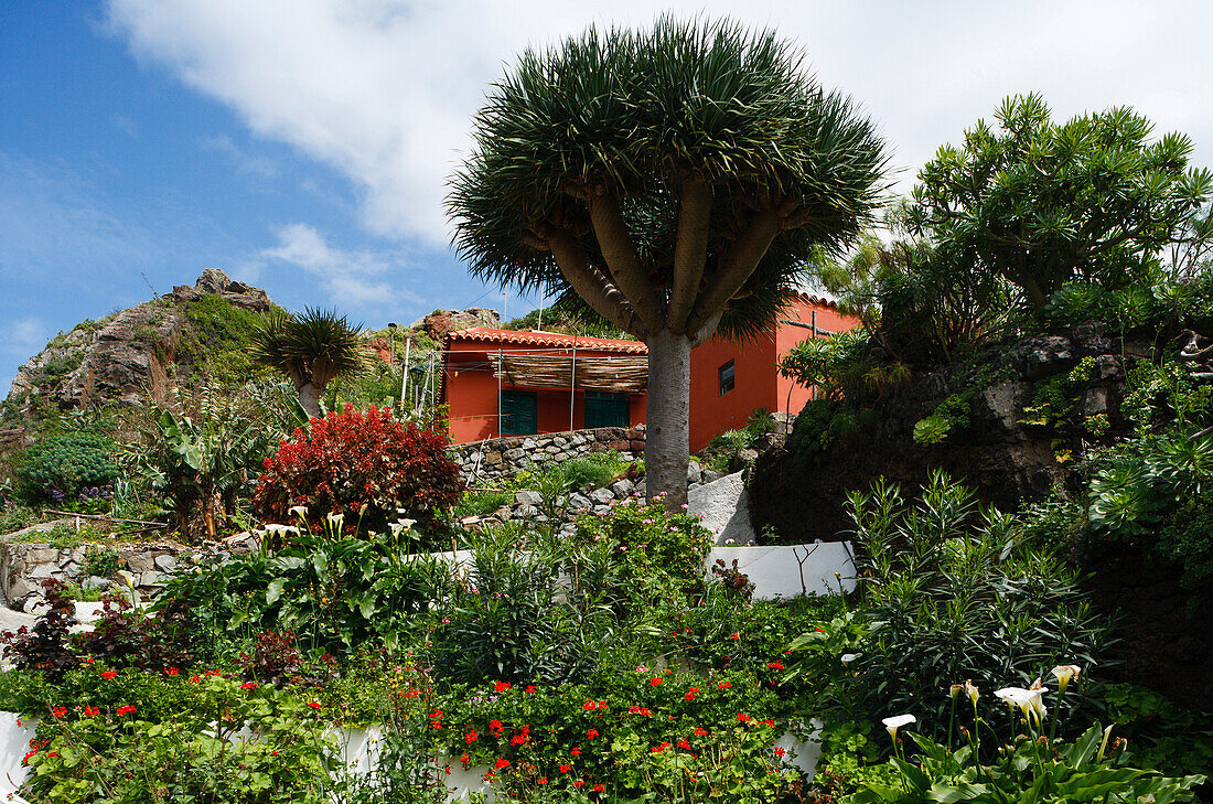 Haus mit Drachenbäumen, Afur, Dorf, Barranco de Afur, Schlucht bei Afur, Las Montanas de Anaga, Naturschutzgebiet, Parque Rural de Anaga, Teneriffa, Kanarische Inseln, Spanien, Europa