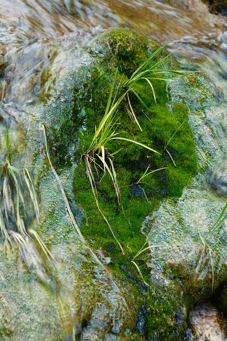 Moss and grass, waterfall, Barranco de Masca, Masca canyon, Teno mountains, Parque rural de Teno, natural preserve, Tenerife, Canary Islands, Spain, Europe