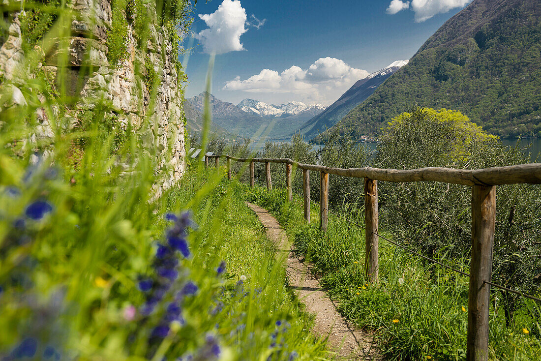 Path with olive trees, Gandria, Lugano, Lake Lugano, canton of Ticino, Switzerland