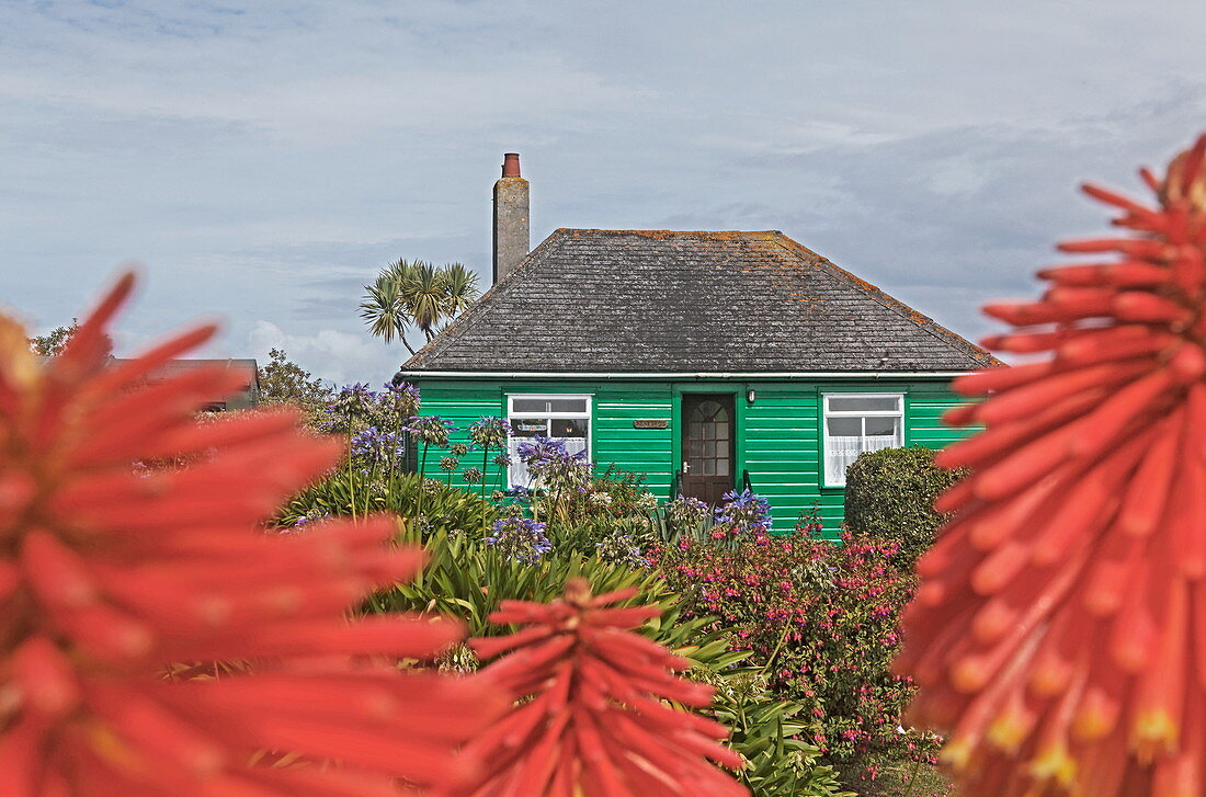 Fackellilien in einem Garten auf Bryher, Isles of Scilly, Cornwall, England, Grossbritannien