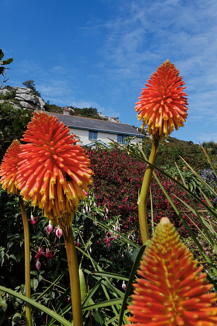 Fackellilien in einem Garten auf Bryher, Isles of Scilly, Cornwall, England, Grossbritannien