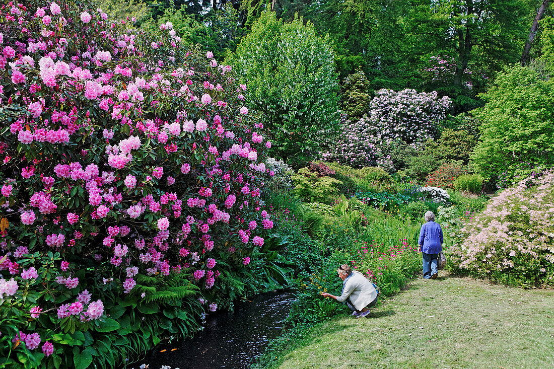 Minterne Gardens, Dorset, England, Grossbritannien