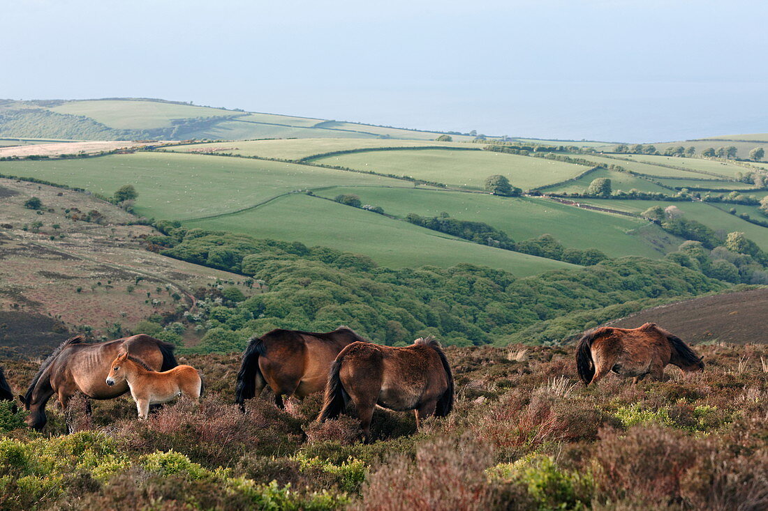 Exmoor Ponies, Wildpferde im Exmoor bei Porlock, Somerset, England, Grossbritannien