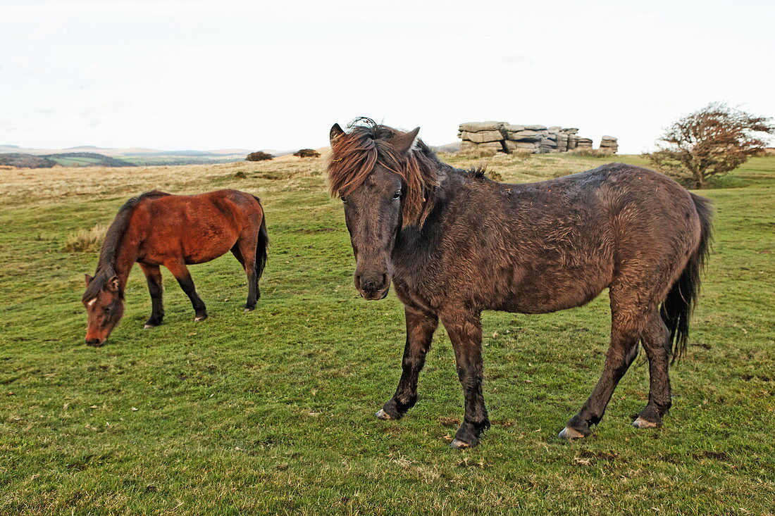 Dartmoor Pony, Dartmoor, Yelverton, Devon, England, Grossbritannien