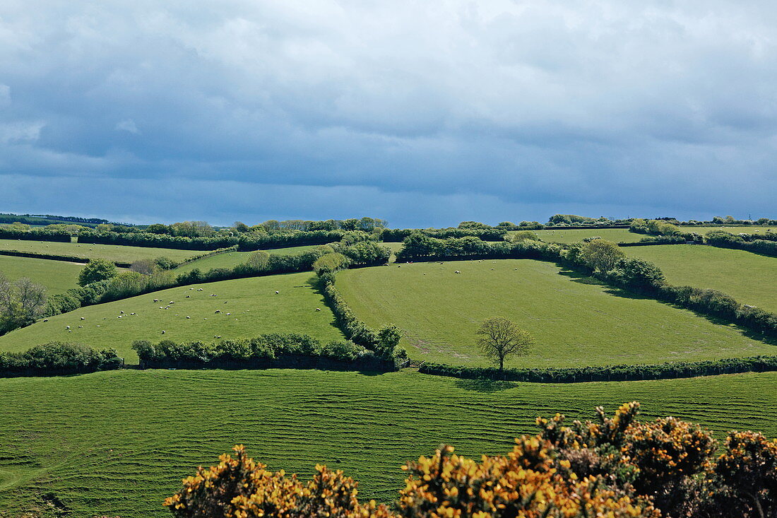 Exmoor landscape west of Porlock, Somerset, England, Great Britain