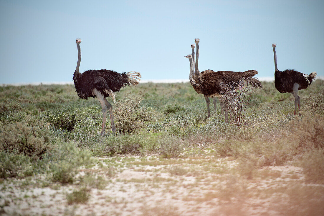 Ansammlung Strauß bzw. Sträuße bei Safari im Etosha National Park, Namibia, Afrika