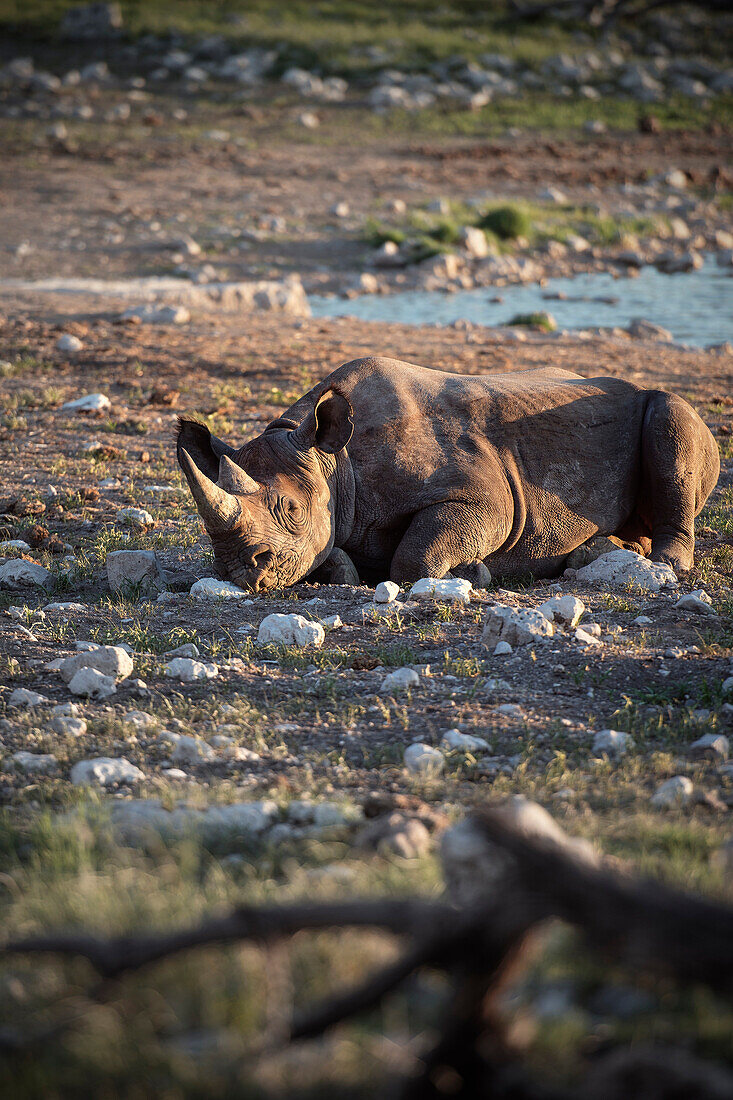 Rhino resting next to waterhole, Etosha National Reserve, Namibia, Africa