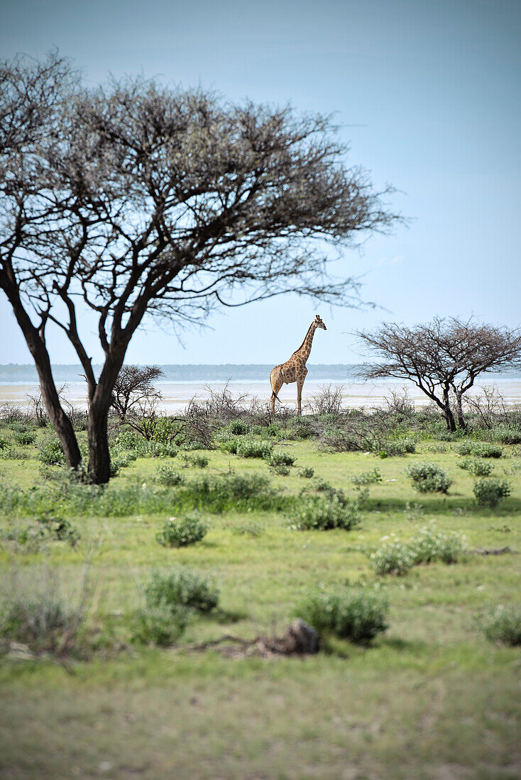 Giraffe between umbrella acacia (typical african tree), Etosha National Reserve, Namibia, Africa