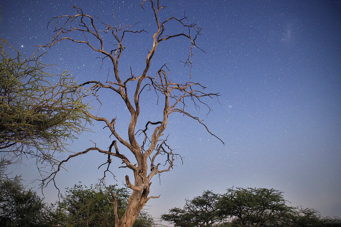 Dead tree under stars, near the Etosha National Reserve, Namibia, Africa