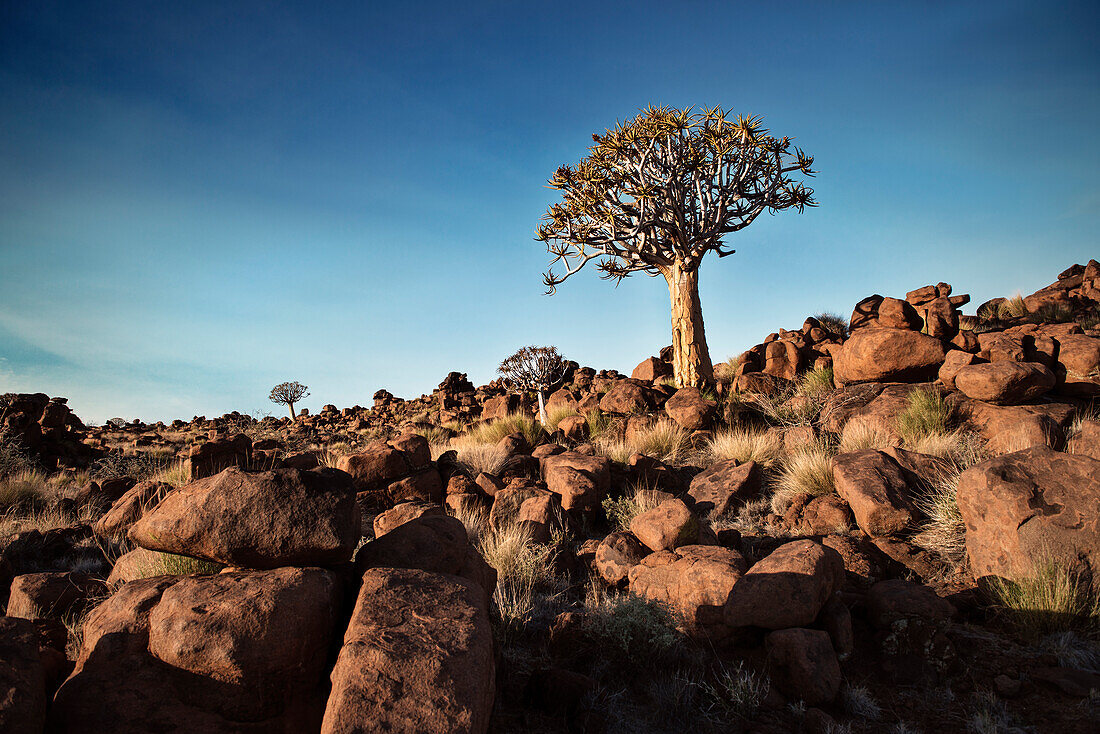 Quiver tree surrounded by rocks in the so called Giant's Playground, Keetmanshoop, Namibia, Africa
