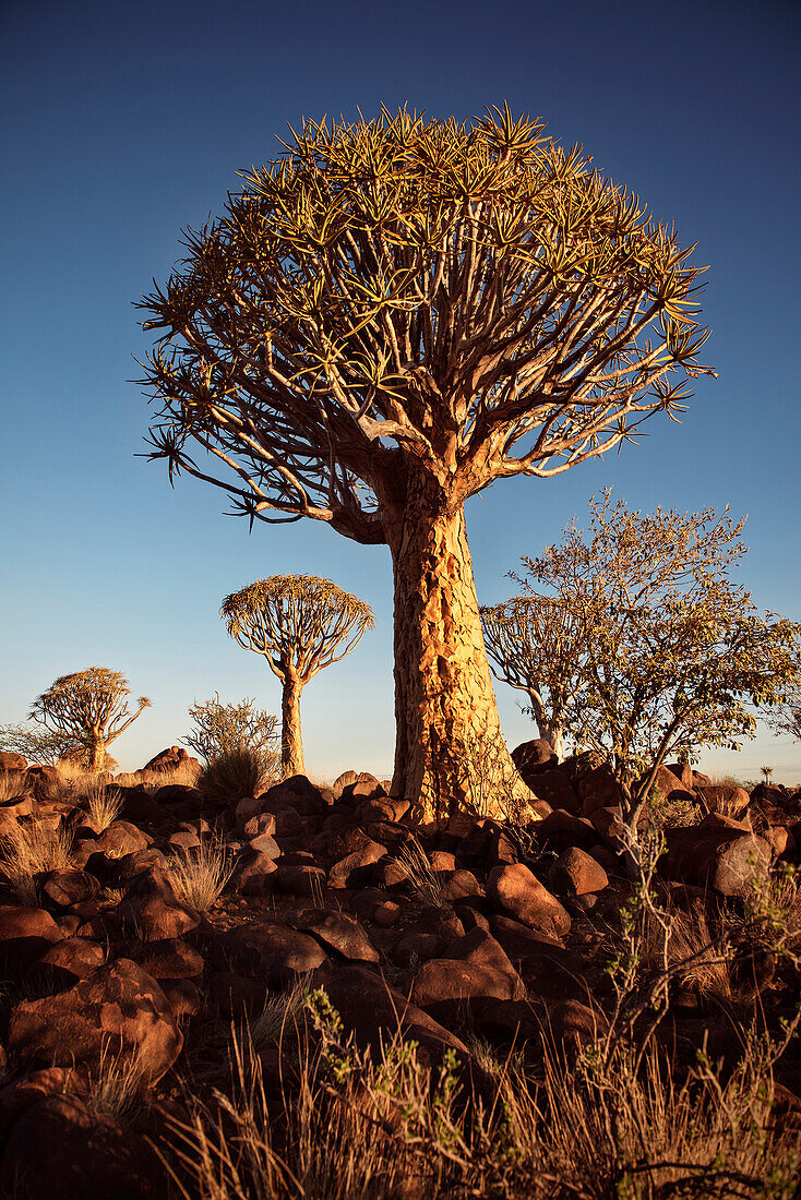 Köcherbäume im Abendlicht, Köcherbaumwald, Keetmanshoop, Namibia, Afrika