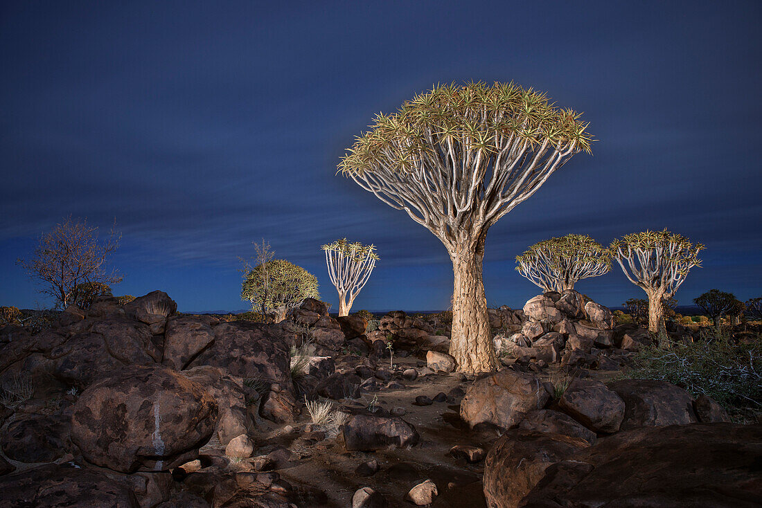 Light painting of quiver trees in the quiver tree forest at night, Keetmanshoop, Namibia, Africa